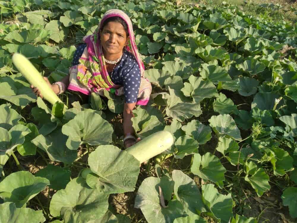 Gemüseanbau in Nepal