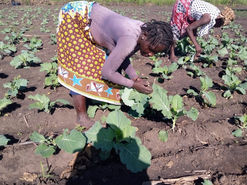 Cabbage cultivation1