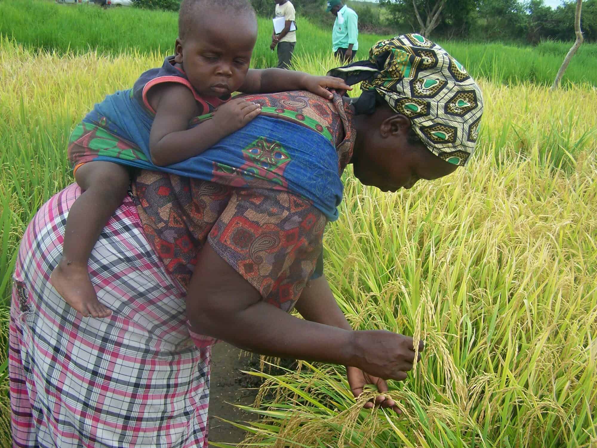 Mosambik - Hilfe für Kleinbauern