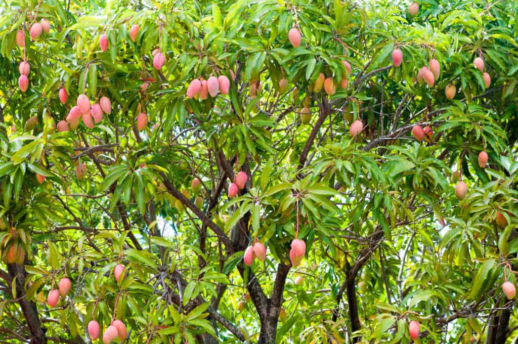 Mango-Bäume als klimaschützende Maßnahme