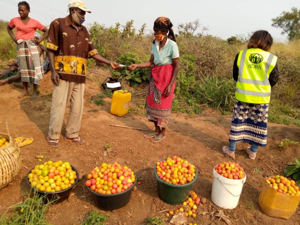 Mosambik - Einkommen für Kleinbauern