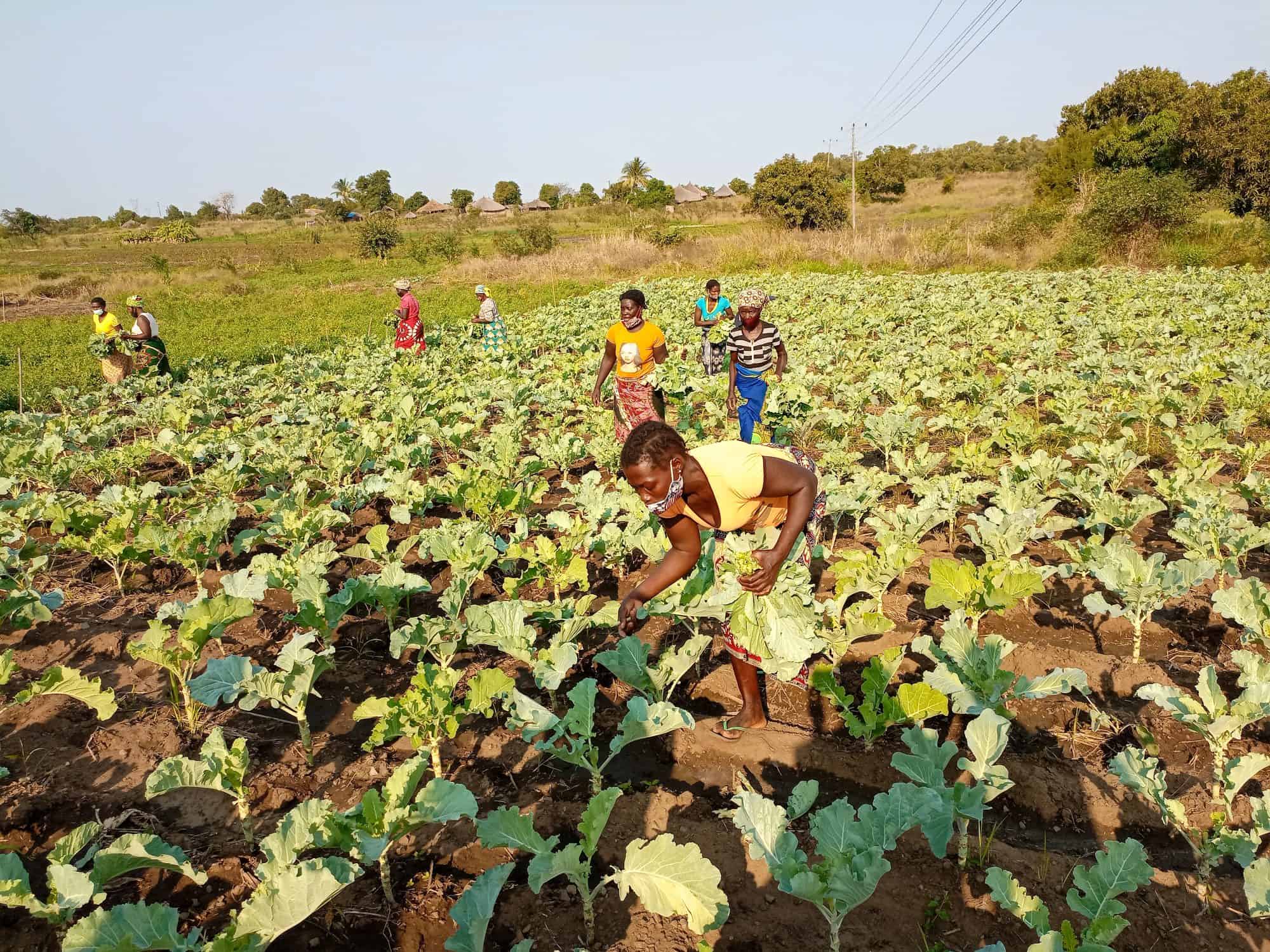 Mosambik - Einkommen für Kleinbauern