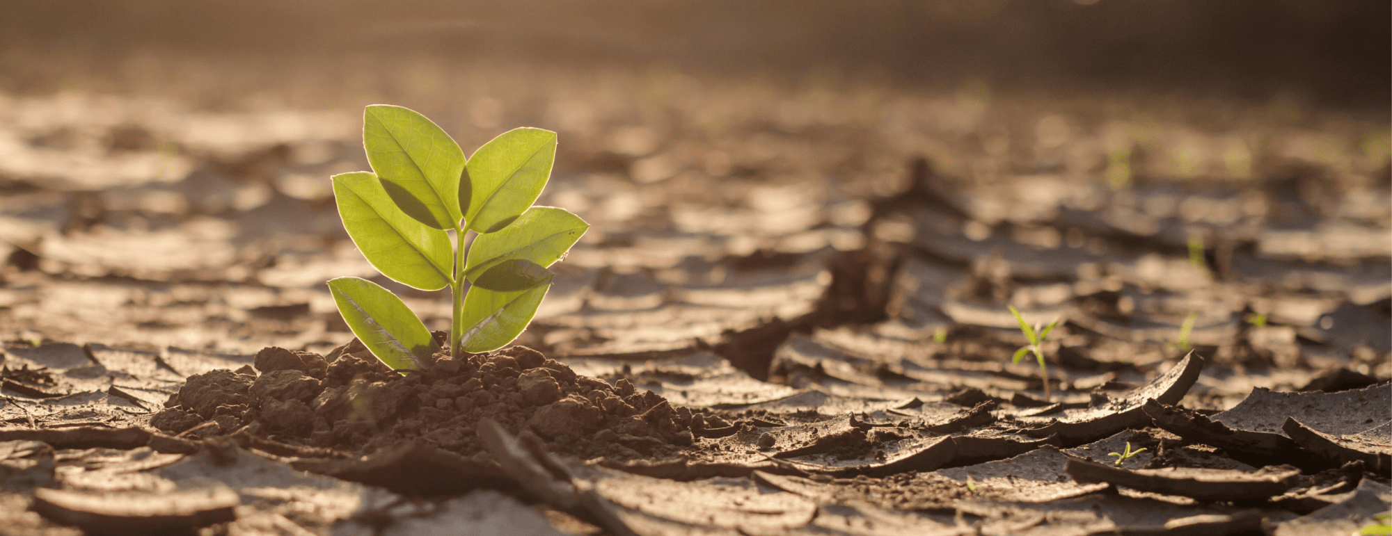 Go Green - Biodiversität