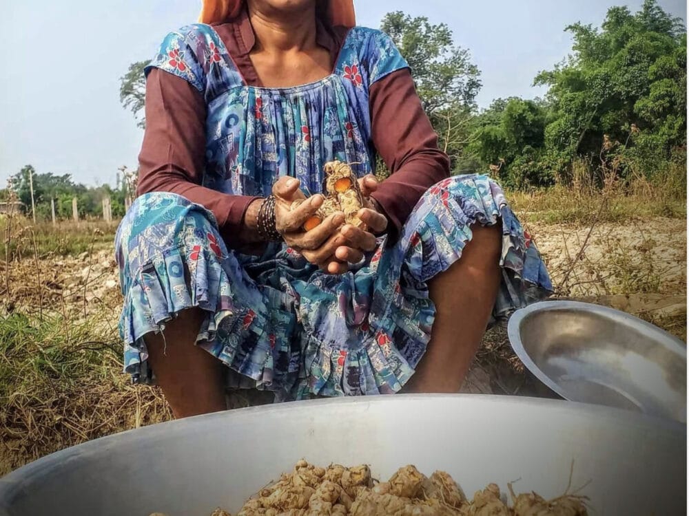 Nepalesische Frau mit Kurkuma Ernte