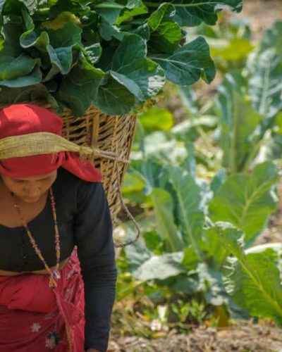Nepal - Nachhaltiges Einkommen durch Landwirtschaft